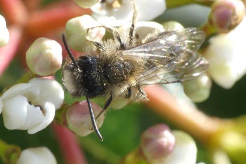 Réf. 276 079 : Andrena sp.